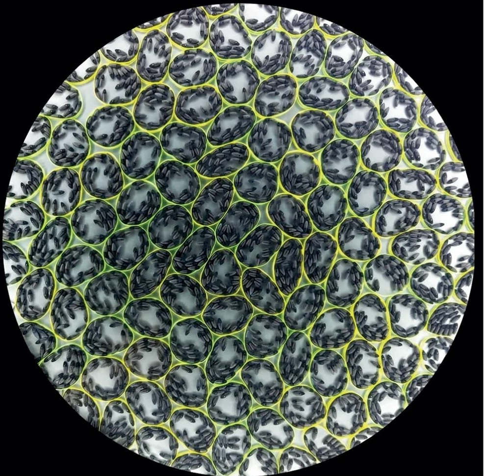 Metamaterials - biomimetic design